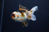 Juvenile Thai Oranda  Tricolor 4 Inch (ID#307T13b-66) Free2Day SHIPPING