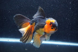 Thai Oranda  Tricolor 6 Inch (ID#1018To6c-121)