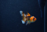 Baby Thai Oranda  Tricolor 3 Inch (ID#1210ToPTA-36) Free2Day SHIPPING