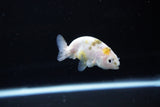 Baby Ranchu  Calico 2.5 Inch (ID#1119R9c-36) Free2Day SHIPPING