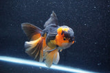 Thai Oranda  Tricolor 6 Inch (ID#1018To6b-121)