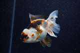 Juvenile Thai Oranda  Tricolor 4 Inch (ID#307T13b-66) Free2Day SHIPPING