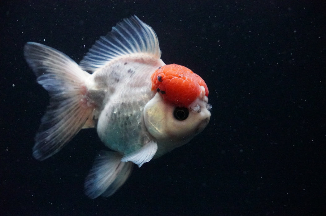 Thai Oranda  Red White 4.5 Inch (ID#1202T5b-85) Free2Day SHIPPING