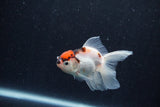 Baby Thai Oranda  Tricolor 3 Inch (ID#1210ToPTA-37) Free2Day SHIPPING