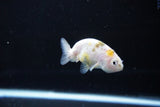 Baby Ranchu  Calico 2.5 Inch (ID#1119R9c-36) Free2Day SHIPPING