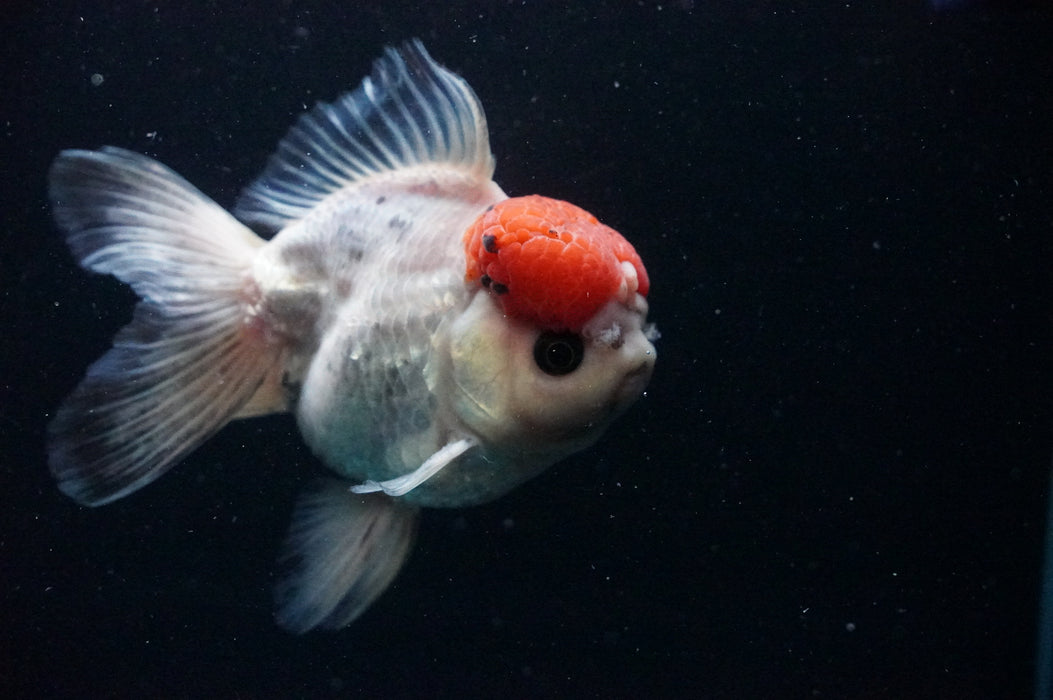 Thai Oranda  Red White 4.5 Inch (ID#1202T5b-85) Free2Day SHIPPING