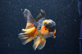 Thai Oranda  Tricolor 6 Inch (ID#1018To6c-121)