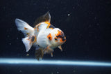 Juvenile Thai Oranda  Tricolor 4 Inch (ID#307T13b-66) Free2Day SHIPPING