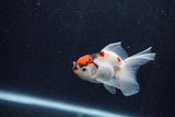 Baby Thai Oranda  Tricolor 3 Inch (ID#1210ToPTA-37) Free2Day SHIPPING