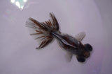 Butterfly  Calico 3.5 Inch (ID#0103B8b-40) Free2Day SHIPPING