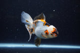 Juvenile Thai Oranda  Tricolor 4 Inch (ID#307T13b-66) Free2Day SHIPPING