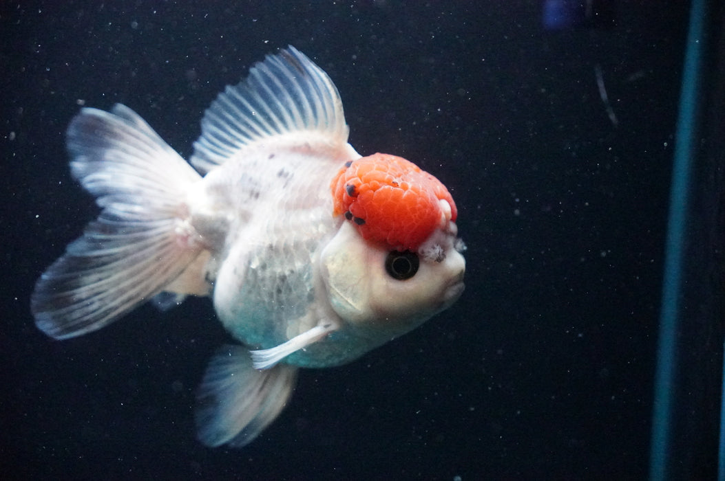 Thai Oranda  Red White 4.5 Inch (ID#1202T5b-85) Free2Day SHIPPING