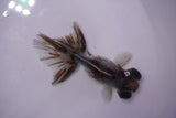 Butterfly  Calico 3.5 Inch (ID#0103B8b-40) Free2Day SHIPPING