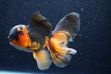 Thai Oranda  Tricolor 6 Inch (ID#1018To6c-121)