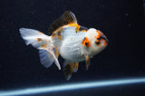 Juvenile Thai Oranda  Tricolor 4 Inch (ID#307T13b-66) Free2Day SHIPPING