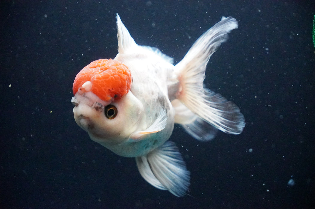 Thai Oranda  Red White 4.5 Inch (ID#1202T5b-85) Free2Day SHIPPING
