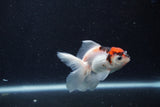 Baby Thai Oranda  Tricolor 3 Inch (ID#1210ToPTA-37) Free2Day SHIPPING