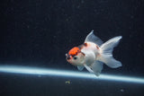 Baby Thai Oranda  Tricolor 3 Inch (ID#1210ToPTA-37) Free2Day SHIPPING