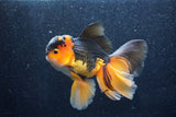 Thai Oranda  Tricolor 6 Inch (ID#1018To6b-121)