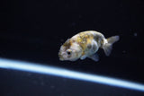 Baby Ranchu  Calico 2.5 Inch (ID#1119R9c-37) Free2Day SHIPPING