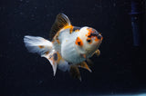 Juvenile Thai Oranda  Tricolor 4 Inch (ID#307T13b-66) Free2Day SHIPPING