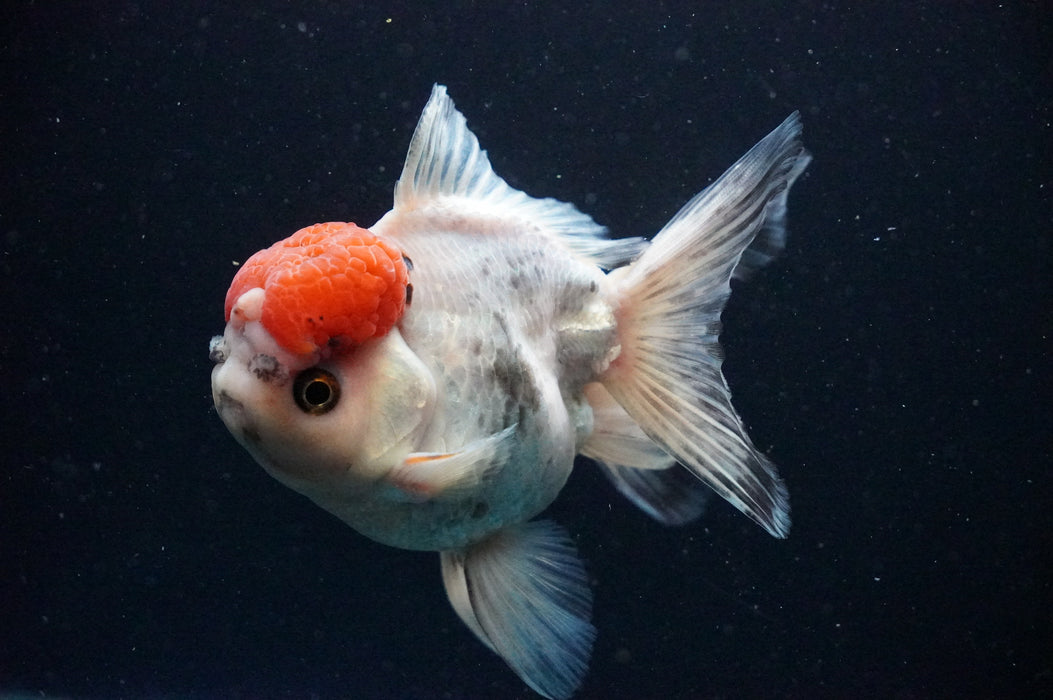 Thai Oranda  Red White 4.5 Inch (ID#1202T5b-85) Free2Day SHIPPING