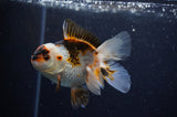 Juvenile Thai Oranda  Tricolor 4 Inch (ID#307T13b-66) Free2Day SHIPPING