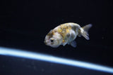 Baby Ranchu  Calico 2.5 Inch (ID#1119R9c-37) Free2Day SHIPPING