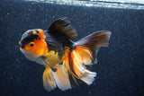 Thai Oranda  Tricolor 6 Inch (ID#1018To6b-121)