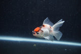 Baby Thai Oranda  Tricolor 3 Inch (ID#1210ToPTA-37) Free2Day SHIPPING