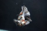 Butterfly  Calico 5 Inch (ID#920B8b2c-41) Free2Day SHIPPING