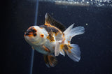 Juvenile Thai Oranda  Tricolor 4 Inch (ID#307T13b-66) Free2Day SHIPPING