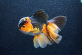 Thai Oranda  Tricolor 6 Inch (ID#1018To6b-121)