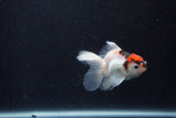 Baby Thai Oranda  Tricolor 3 Inch (ID#1210ToPTA-37) Free2Day SHIPPING