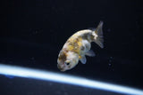 Baby Ranchu  Calico 2.5 Inch (ID#1119R9c-37) Free2Day SHIPPING