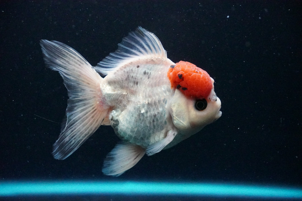 Thai Oranda  Red White 4.5 Inch (ID#1202T5b-85) Free2Day SHIPPING