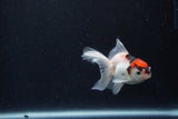 Baby Thai Oranda  Tricolor 3 Inch (ID#1210ToPTA-37) Free2Day SHIPPING