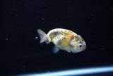 Baby Ranchu  Calico 2.5 Inch (ID#1119R9c-37) Free2Day SHIPPING