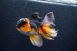 Thai Oranda  Tricolor 6 Inch (ID#1018To6b-121)