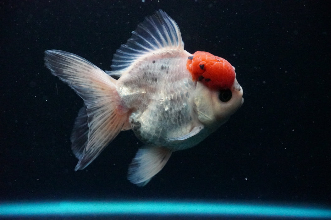 Thai Oranda  Red White 4.5 Inch (ID#1202T5b-85) Free2Day SHIPPING