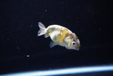 Baby Ranchu  Calico 2.5 Inch (ID#1119R9c-37) Free2Day SHIPPING