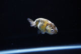 Baby Ranchu  Calico 2.5 Inch (ID#1119R9c-37) Free2Day SHIPPING