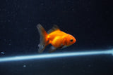 Baby Thai Oranda  Red 2 Inch (ID#1210ToPTA-38) Free2Day SHIPPING