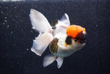 Thai Oranda  Tricolor 5.5 Inch (ID#1018To6b-122)