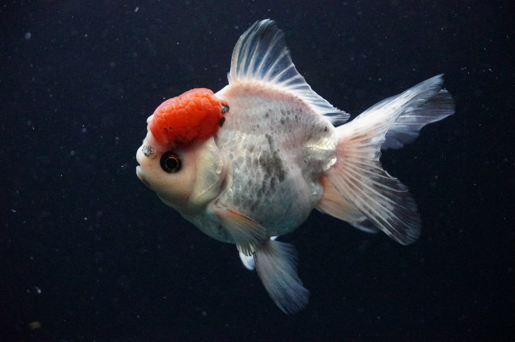 Thai Oranda  Red White 4.5 Inch (ID#1202T5b-85) Free2Day SHIPPING