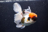 Thai Oranda  Tricolor 5.5 Inch (ID#1018To6c-122)