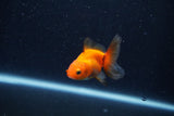 Baby Thai Oranda  Red 2 Inch (ID#1210ToPTA-38) Free2Day SHIPPING