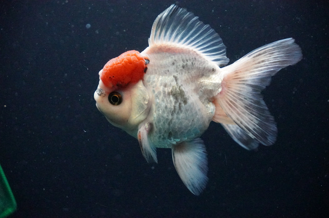 Thai Oranda  Red White 4.5 Inch (ID#1202T5b-85) Free2Day SHIPPING