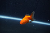 Baby Thai Oranda  Red 2 Inch (ID#1210ToPTA-38) Free2Day SHIPPING