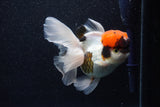 Thai Oranda  Tricolor 5.5 Inch (ID#1018To6b-122)